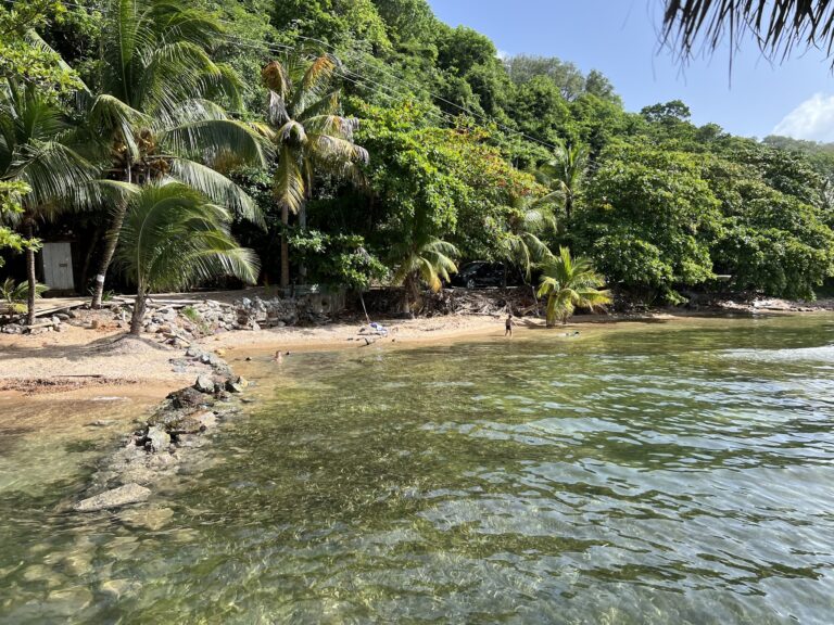 A lush, tropical hillside with dense green foliage and palm trees overlooking the clear, calm waters of Roatan in Honduras.