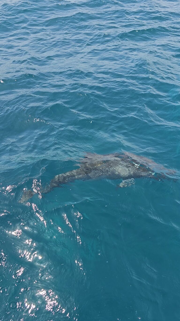 A large shark is swimming just beneath the surface of the clear blue waters off the coast of Roatan in Honduras.