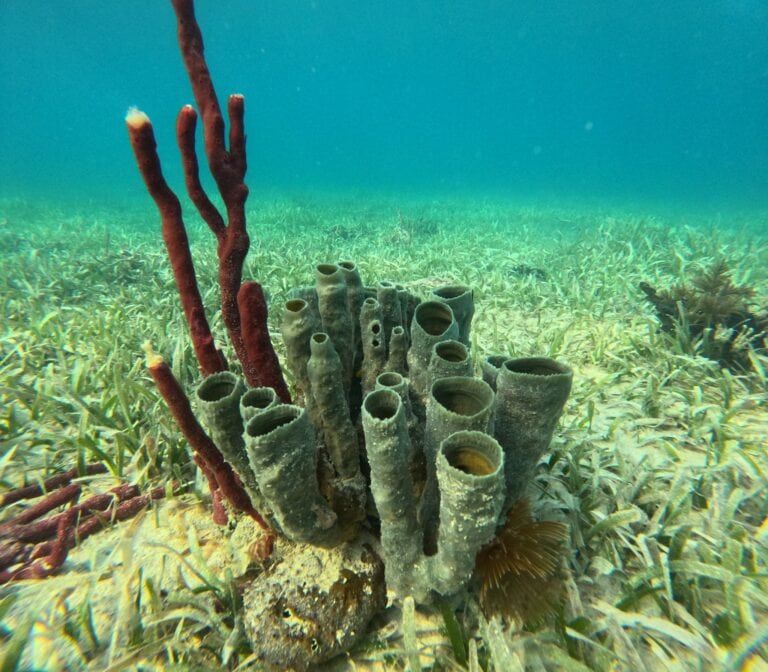 A close-up view of colorful coral and marine life on the ocean floor near Roatan, Honduras, with green seagrass covering the sandy bottom.