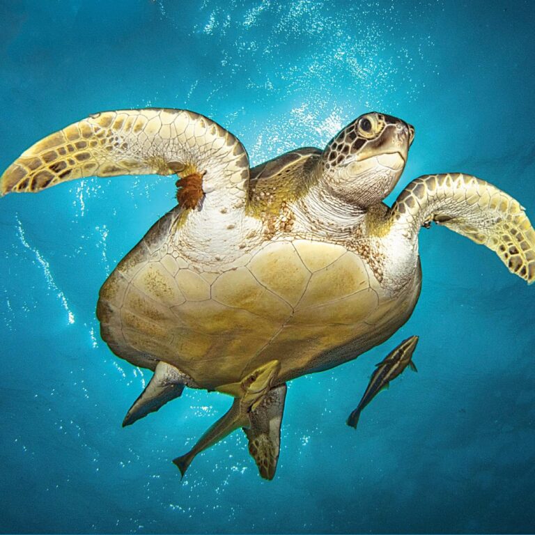 Green sea turtle swimming underwater with a remora fish in the tropical waters of Roatan, Honduras.