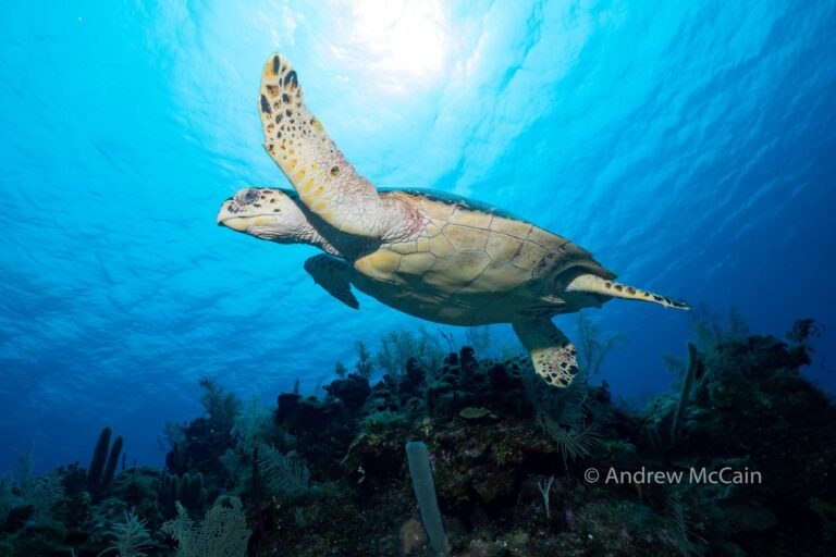 A green sea turtle swimming underwater in the clear waters near Roatan, Honduras, with coral and aquatic plants visible on the ocean floor.