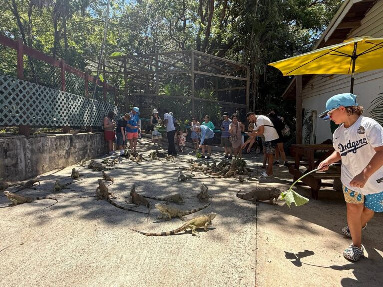 A group of people gathered outdoors in Roatan, Honduras, releasing hatchlings onto a sandy area with a backdrop of lush green trees and a building with a yellow umbrella.