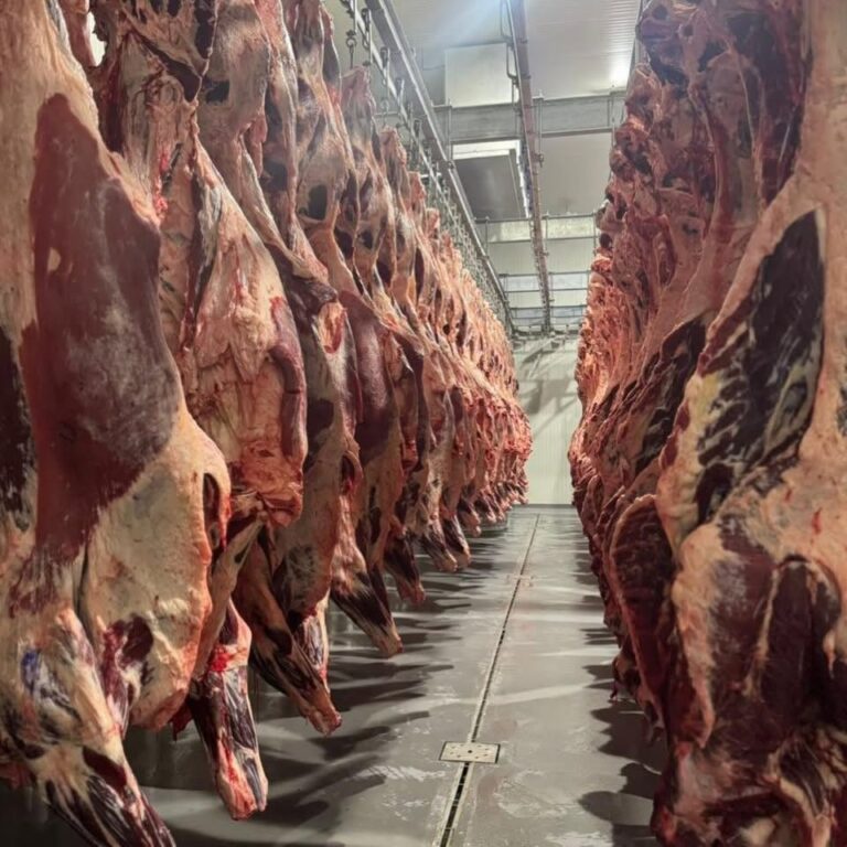 A commercial meat processing facility in Roatan, Honduras, with rows of hanging beef carcasses stored for processing or aging.