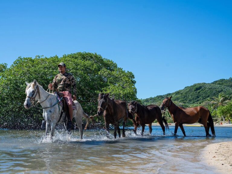 A man in camouflage and pink shorts riding a white horse through shallow ocean water on Roatan, Honduras, with three other horses following and lush green trees and a hill in the background.