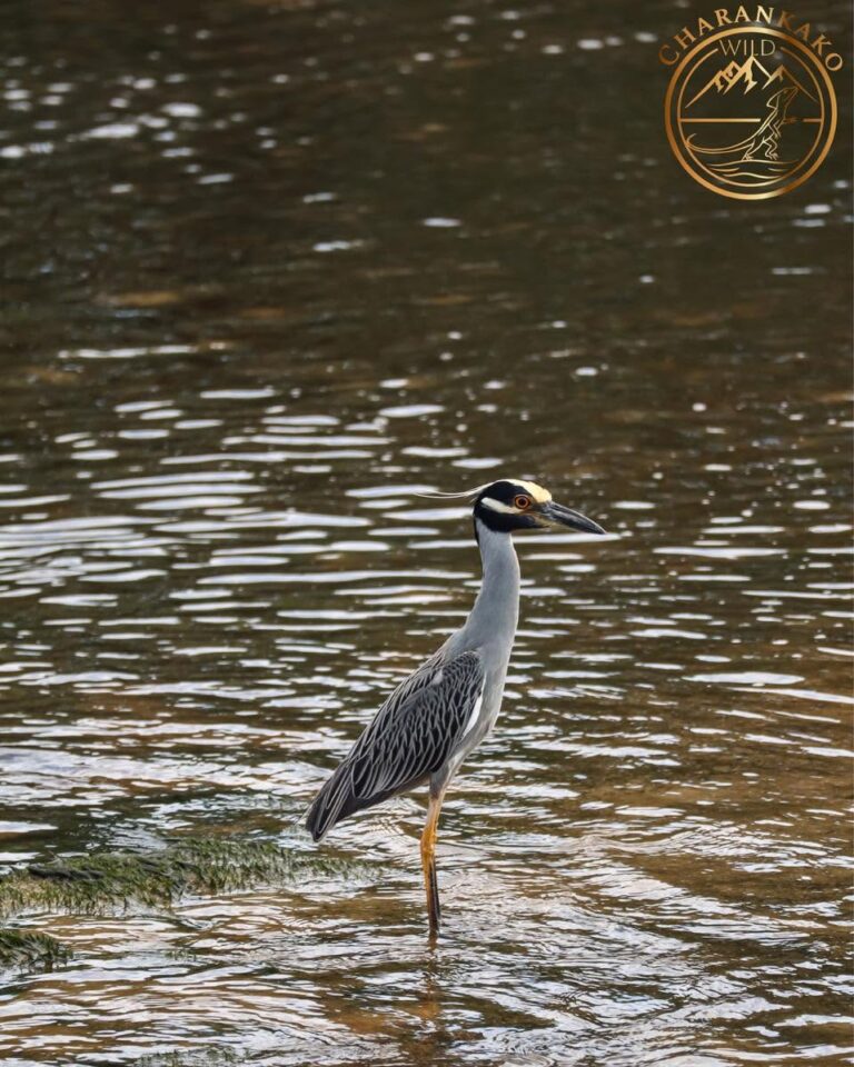 A heron standing in shallow water on Roatan, Bay Islands, Honduras, with a dark, rippled water surface and a mossy rock in the foreground.