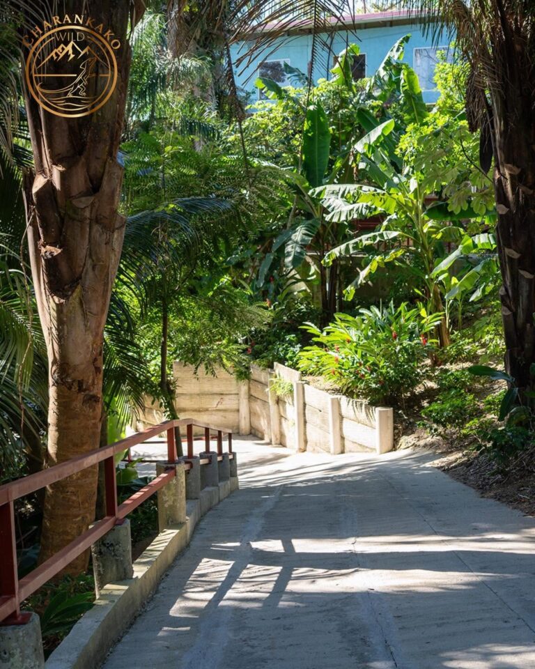 A winding concrete pathway bordered by tropical plants and tall palm trees leading uphill in Roatan, Honduras, with a blue building visible in the background amidst lush greenery.