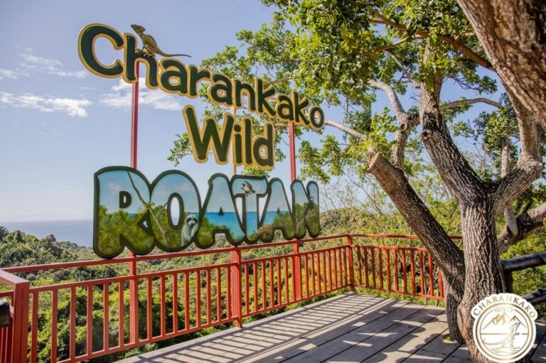 Colorful Charrankako Wild Roatan sign with large green letters and a tree providing shade on a viewing platform overlooking lush tropical forest and the ocean in Roatan, Honduras.