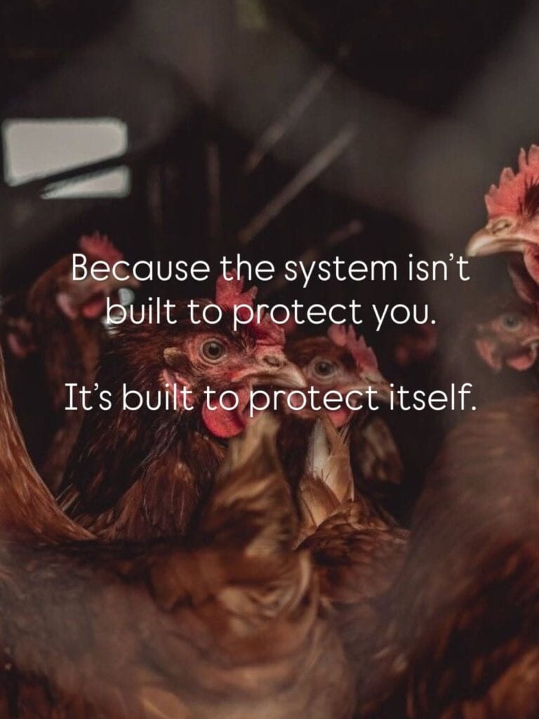 A group of brown chickens with red combs and wattles inside a dark coop in Roatan, Honduras, with white text overlay on the image.