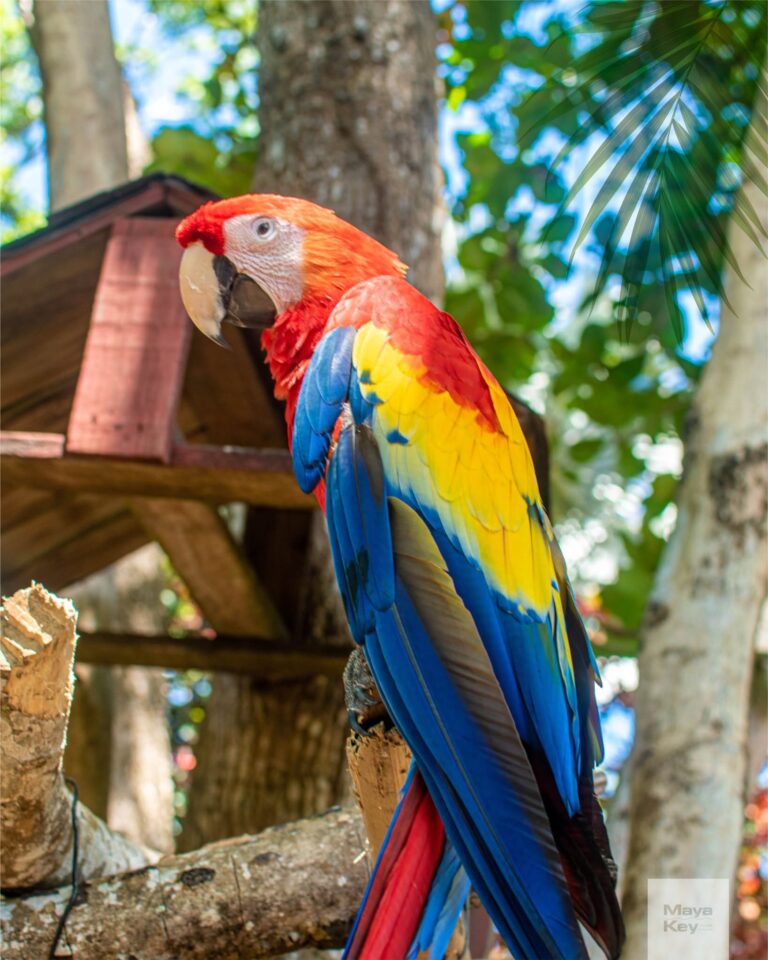 A vibrant scarlet macaw perched on a tree branch with lush greenery and tall trees in the background on Roatan, Honduras.