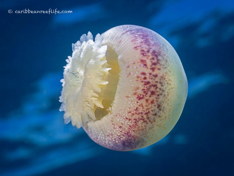A translucent jellyfish with purple-speckled bell and white frilled oral arms floats in blue Caribbean water near Roatan, Honduras.