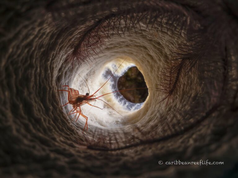 A small red shrimp-like crustacean clings to the inner wall of a tubular marine sponge near Roatán, Honduras.
