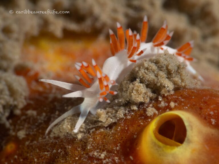 A tiny white and orange reef crustacean crawls across a sponge-covered coral surface beside a yellow tube sponge in Roatan, Honduras.