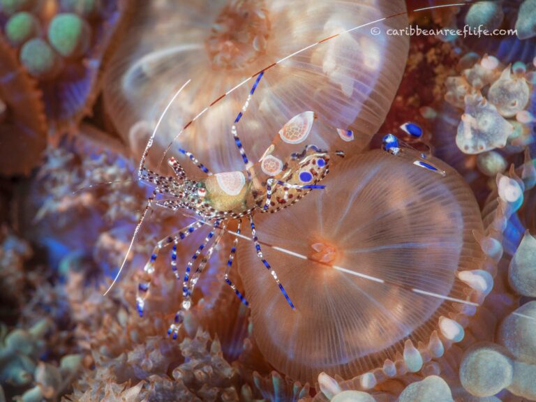 A colorful cleaner shrimp rests on translucent coral in the clear waters of Roatan, Honduras.