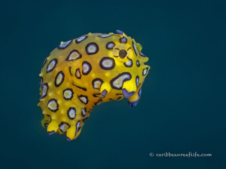 A bright yellow spotted cowfish swims underwater near Roatan, Honduras.