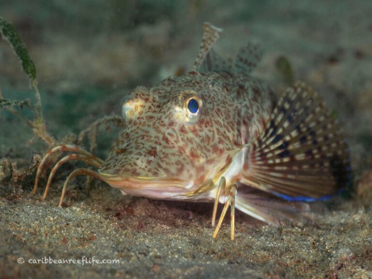 Colorful sea robin with barbels and spread pectoral fins resting on the sandy seafloor near Roatan, Honduras.