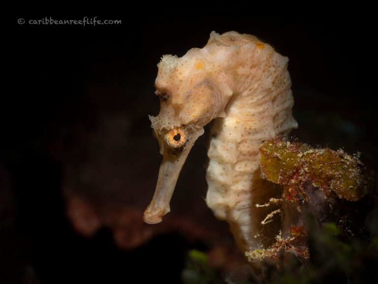 A pale seahorse clings to coral in the waters of Roatan, Honduras.