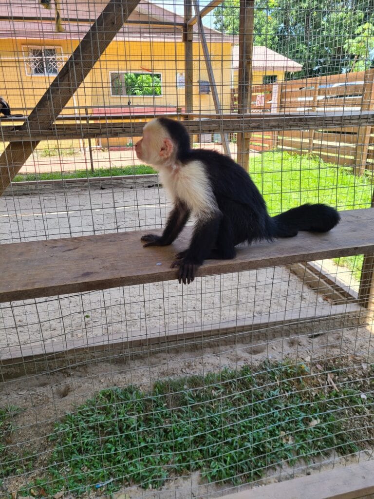 Monkey in a cage at AJ's Monkeys and Sloths, a popular wildlife attraction in Roatan.