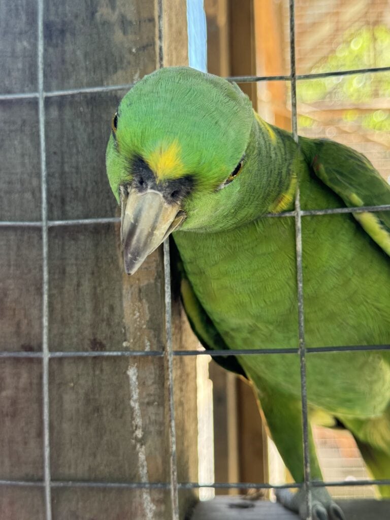 Close-up of a vibrant green parrot with yellow accents, peering through a cage.