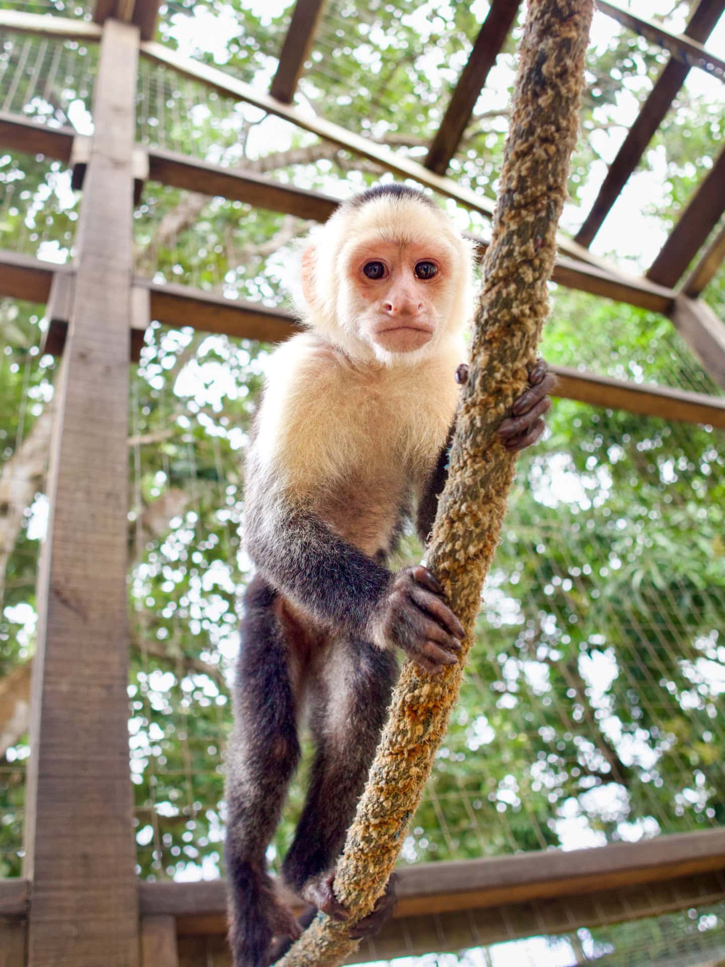 Monkey climbing a tree at AJ's Monkeys and Sloths, Roatan.