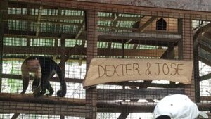 A small monkey is sitting inside a cage with a wooden sign reading "DEXTER & JOSE" in front of a brick and wooden structure in Roatan, Honduras.