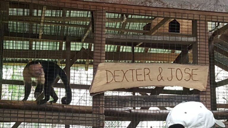 A small monkey is sitting inside a cage with a wooden sign reading "DEXTER & JOSE" in front of a brick and wooden structure in Roatan, Honduras.