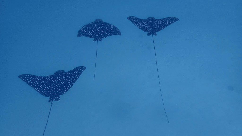 Three stingray-shaped kites with white polka dots fly against a clear blue sky in Roatan, Honduras.