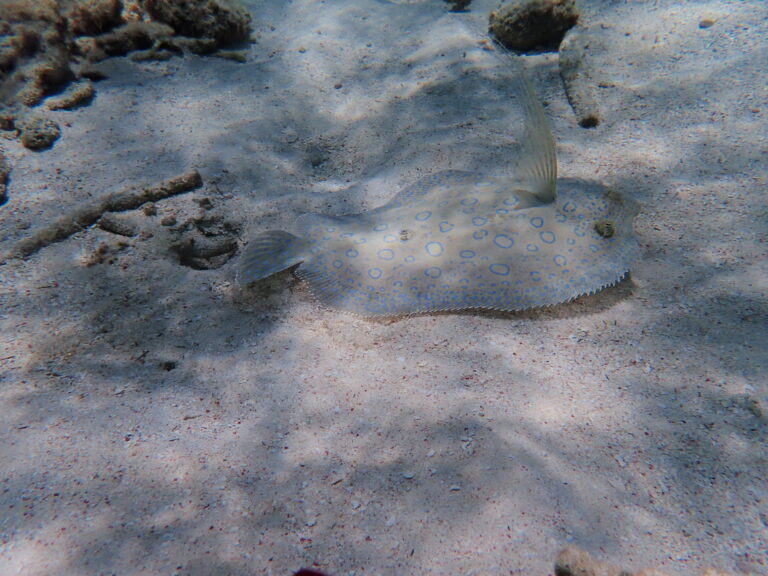 A stingray with blue spots rests partially buried in the sandy ocean floor near rocks in Roatan, Honduras.
