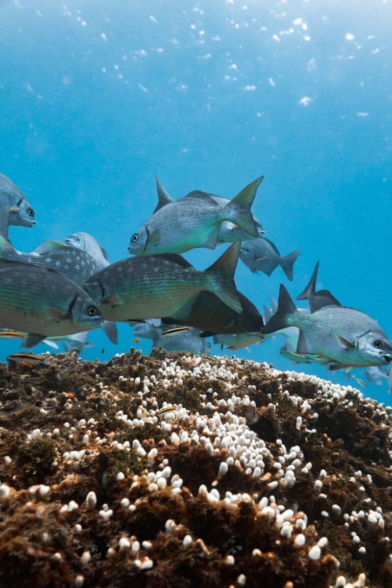 School of tropical fish swimming over coral reef in Roatan, Honduras.
