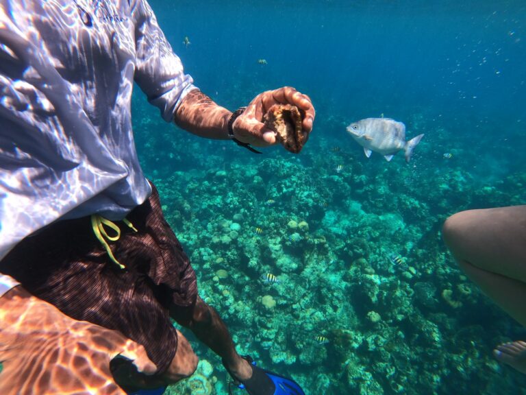 A person wearing a long-sleeve shirt holds a sea cucumber underwater near colorful fish and coral in Roatan, Honduras.