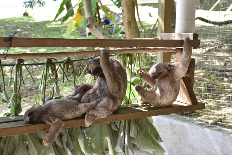 Two sloths relax on a wooden platform surrounded by green tropical foliage at a wildlife sanctuary in Roatan, Honduras.