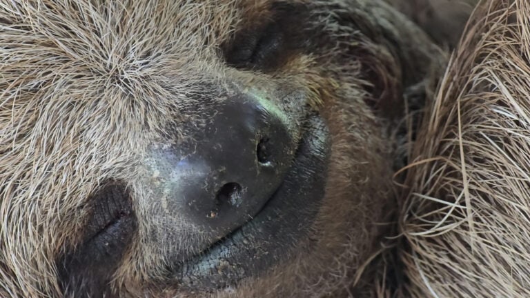 A close-up of a sleeping hog with coarse, brown fur, lying on the ground in Roatan, Honduras.