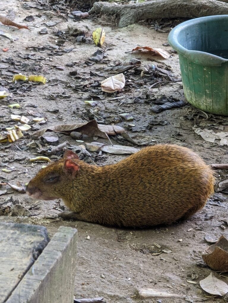 A brown and black wild cat resting on a dirt ground amidst scattered leaves and trash, with a green plastic container nearby on a street in Roatan, Honduras.