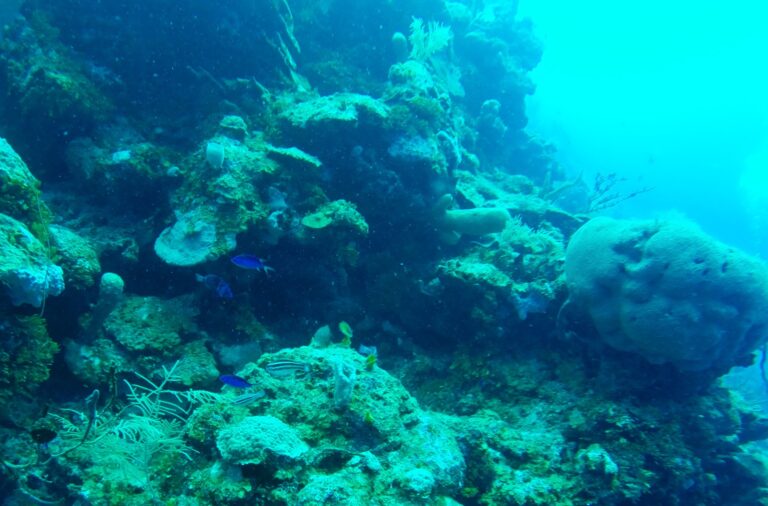 Colorful coral reef with various fish swimming underwater off the coast of Roatan in Honduras.