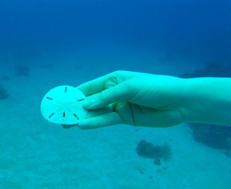 A hand holding a glow-in-the-dark underwater flashlight illuminates the ocean water near Roatan, Honduras, with a whale shark visible in the background.