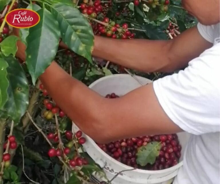 A person harvesting ripe coffee cherries from coffee plants in Roatan, Honduras, with a white bucket filled with the cherries in their hands.