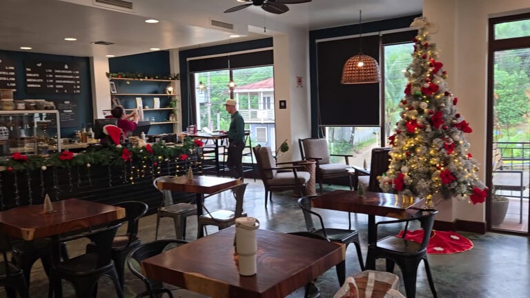 A cozy indoor café in Roatan, Honduras, decorated for Christmas with a lit white tree, poinsettias, and holiday garlands, featuring wooden tables, chairs, and large windows showing lush greenery outside.