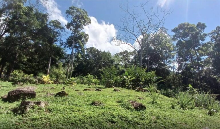 A lush green hillside in Roatan, Bay Islands, Honduras, featuring small plants, rocks, and tall trees with a bright blue sky and scattered clouds above.