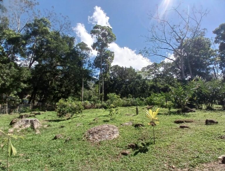 A lush green clearing on Roatan in Honduras with scattered rocks, young plants, and tall trees under a bright blue sky with fluffy white clouds.