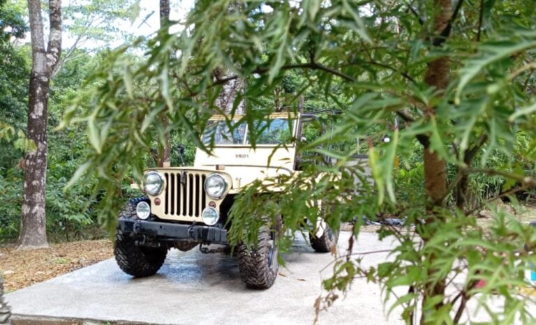 A vintage beige Jeep parked on a concrete path surrounded by lush green trees and foliage in Roatan, Honduras.