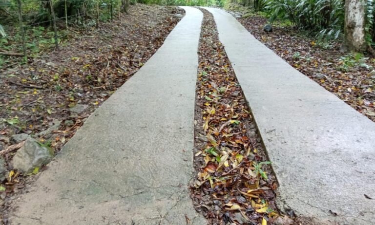 Concrete forest road on Roatan, Bay Islands, Honduras, surrounded by lush green trees and fallen leaves.