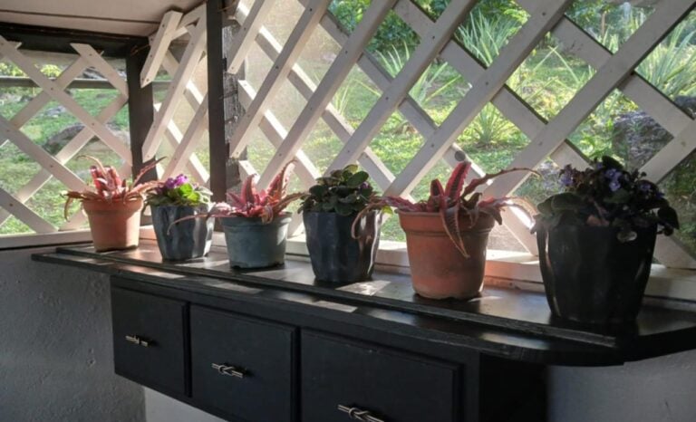 Five potted plants with pink and purple leaves placed on a black wooden cabinet by a window with a white lattice frame overlooking a lush green garden in Roatan, Honduras.