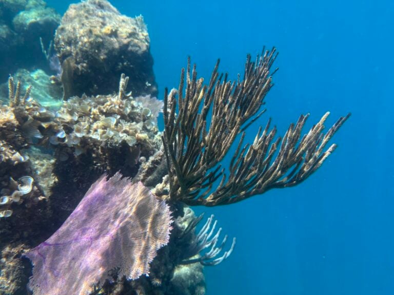 An underwater scene displays vibrant coral formations and a sea fan against the clear blue waters near Roatan, Honduras.