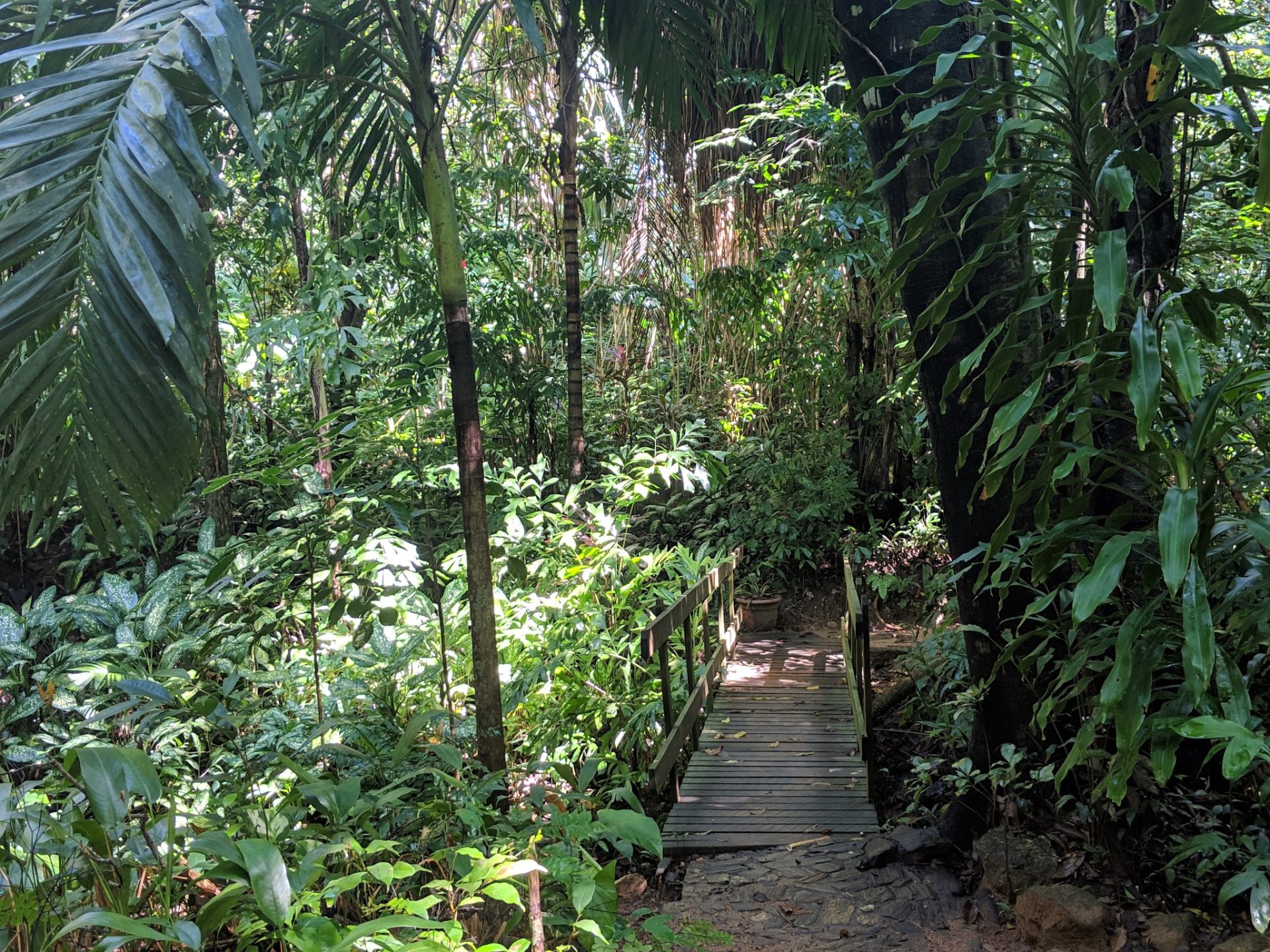 A wooden walkway winds through dense tropical jungle on Roatan, Honduras, surrounded by lush green foliage and tall palm trees.