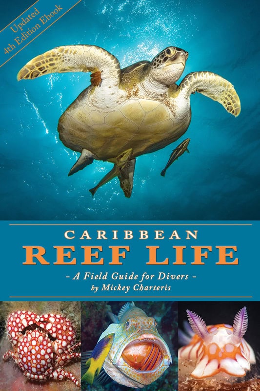 Caribbean Reef Life field guide cover featuring an underwater sea turtle above reef fish, a spotted octopus, and colorful nudibranchs, relevant to diving around Roatan, Honduras.