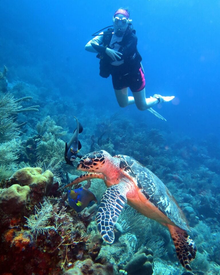 A scuba diver in a black wetsuit and pink shorts swims underwater among colorful coral, sea turtles, and tropical fish off the coast of Roatan in Honduras.