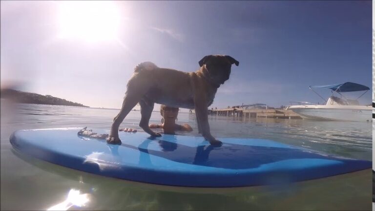A person and a dog are enjoying a paddleboarding session on the clear waters of Roatan, Honduras, with boats and a marina visible in the background under a sunny sky.