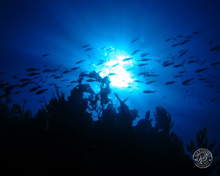 A school of fish swims around a coral formation beneath the bright sun in the clear blue waters of Roatan, Honduras.