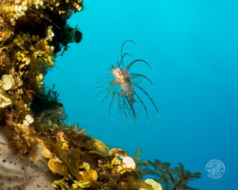 A colorful underwater scene in Roatan, Honduras, features a lionfish swimming near a coral-covered rock with a vibrant blue ocean background.