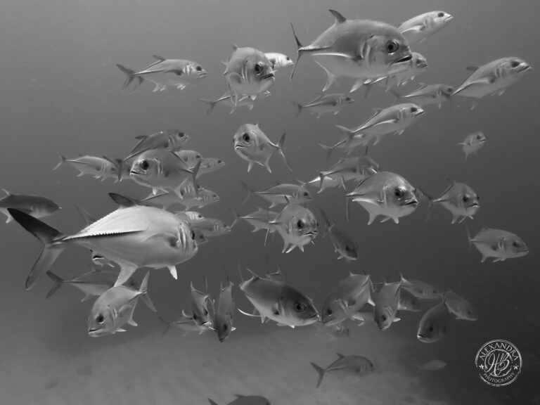A school of fish swimming underwater near Roatan, Honduras, with some fish displaying distinctive body shapes and large eyes.