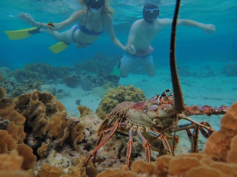 Two people snorkel underwater near a coral reef with a lobster in the foreground, set against a backdrop of clear blue water and marine life in Roatan, Honduras.